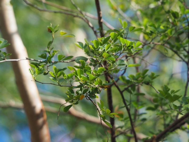 Dendrolobium dispermum, photographed by 葉子