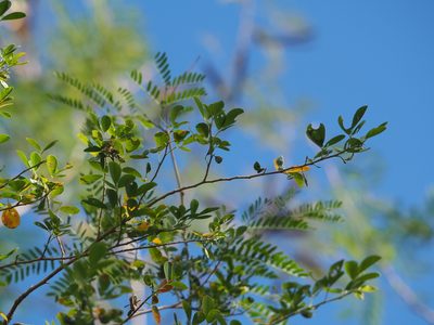 Dendrolobium dispermum, photographed by 葉子