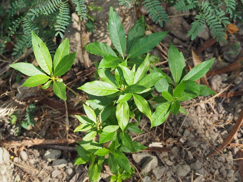 Rauvolfia verticillata, photographed by 葉子