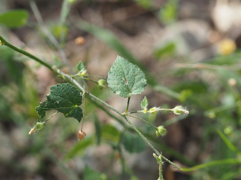 Sida cordata, photographed by 葉子