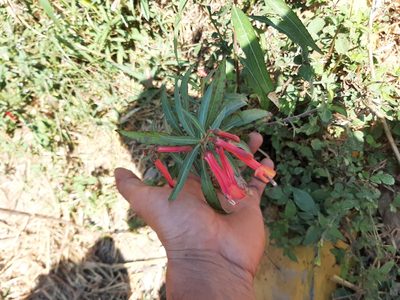 Lobelia laxiflora, photographed by Casa Benita