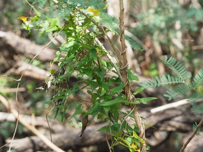 Dioscorea polystachya, photographed by 葉子