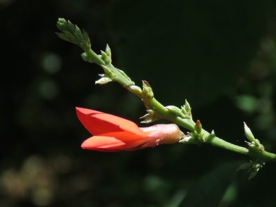 Camptosema rubicundum, photographed by Gustavo Puente