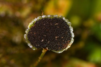 Elaphoglossum peltatum, photographed by Trevor Van Loon