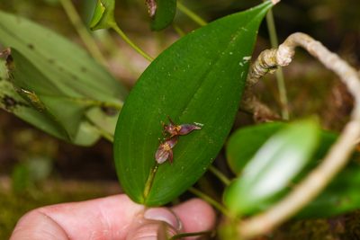 Pleurothallis rowleei, photographed by Trevor Van Loon