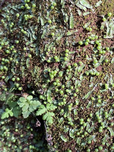 Asterella bolanderi, photographed by Roger Raiche
