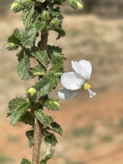 Hibiscus micranthus, photographed by Robert Taylor