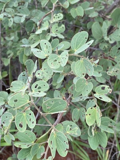 Bauhinia macrantha, photographed by Robert Taylor