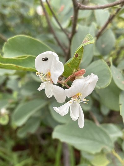 Baphia massaiensis, photographed by Robert Taylor