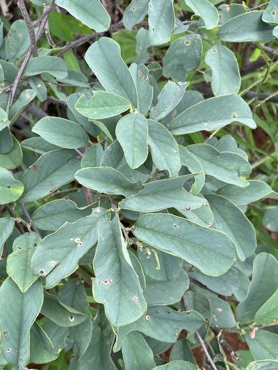 Baphia massaiensis, photographed by Robert Taylor