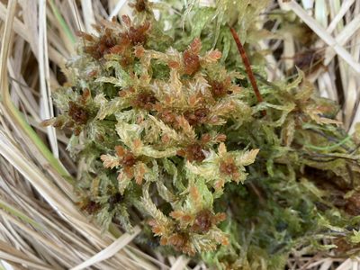 Sphagnum palustre, photographed by Katrin Simon
