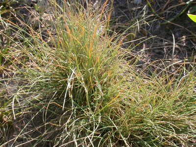 Festuca idahoensis, photographed by Matt Lavin