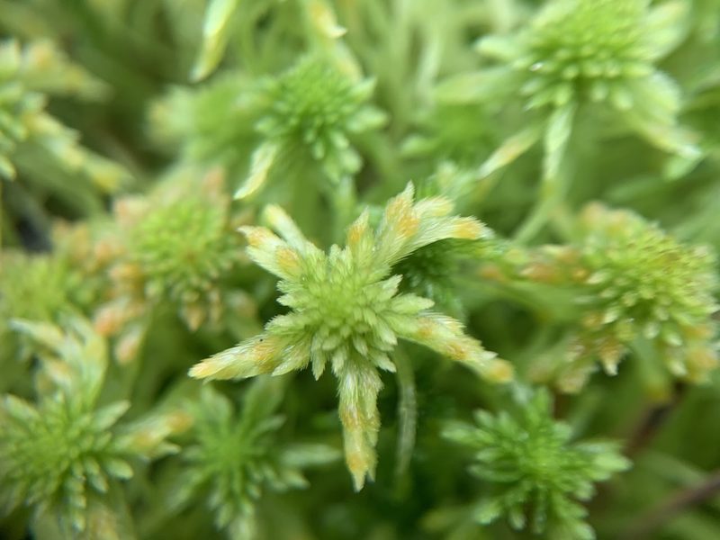 Sphagnum fallax, photographed by Katrin Simon
