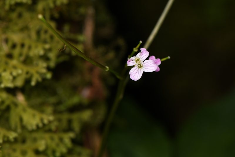 Cardamine fulcrata, photographed by Trevor Van Loon