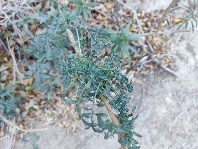 Stanleya pinnata, photographed by Alexander Wentworth
