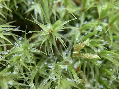 Dicranum polysetum, photographed by Katrin Simon