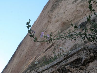 Antirrhinum tortuosum, photographed by Oleg Kosterin