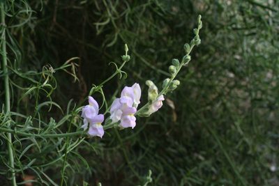 Antirrhinum tortuosum, photographed by Oleg Kosterin