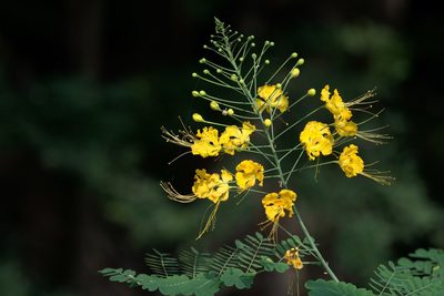 Caesalpinia pulcherrima, photographed by Ramnarayan K