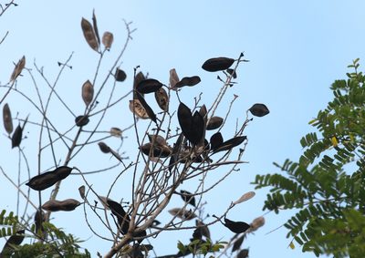 Peltophorum pterocarpum, photographed by Ramnarayan K