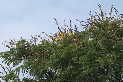 Peltophorum pterocarpum, photographed by Ramnarayan K