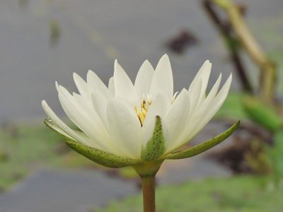 Nymphaea ampla, photographed by Annika Lindqvist