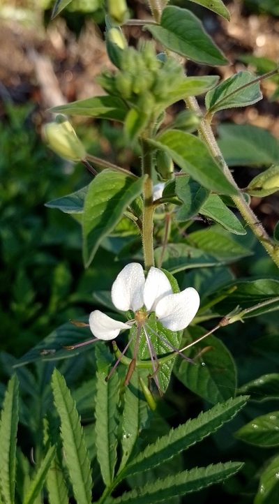 Cleome cordobensis, photographed by Tomás Carranza Perales