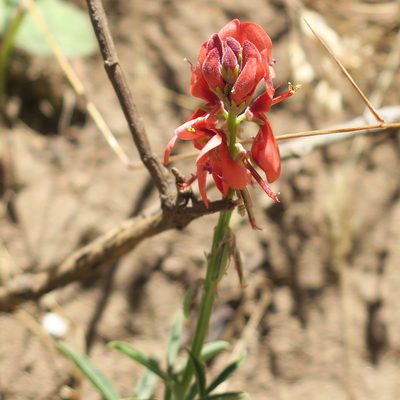Indigofera complanata, photographed by Diana Studer