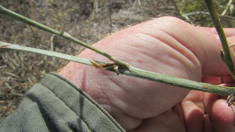 Psoralea alata, photographed by James Deacon