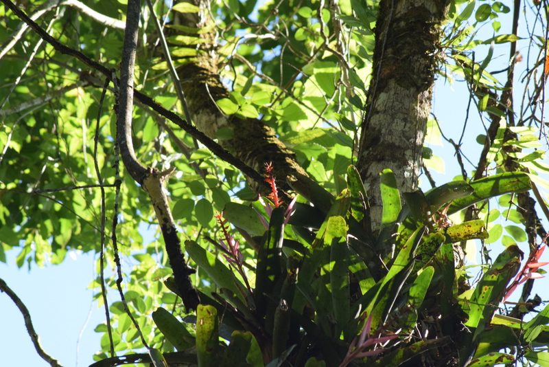 Aechmea nudicaulis, photographed by Cajá-manga