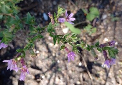 Cuphea glutinosa, photographed by Tomás Carranza Perales