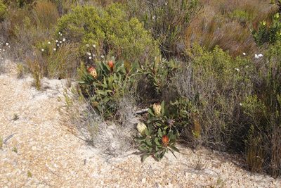 Protea obtusifolia, photographed by Tony Rebelo