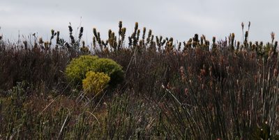 Mimetes saxatilis, photographed by Tony Rebelo