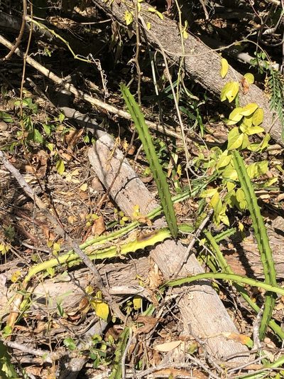 Selenicereus triangularis, photographed by Brooke Smith