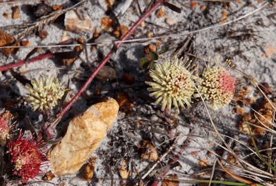 Leucospermum pedunculatum, photographed by Tony Rebelo