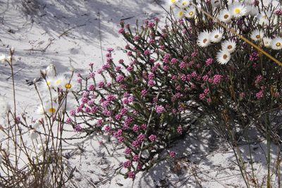 Metalasia erubescens, photographed by Tony Rebelo