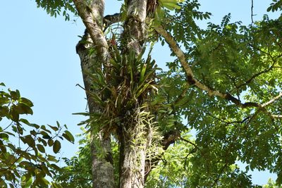 Aechmea nudicaulis, photographed by Cajá-manga