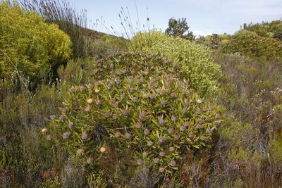 Leucospermum truncatum, photographed by Tony Rebelo