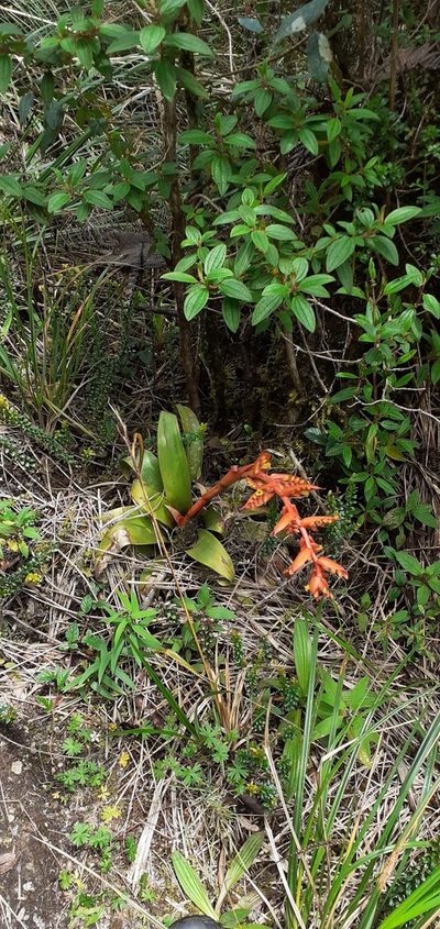 Racinaea tetrantha, photographed by Ignacio Moreira-Corral