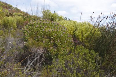 Leucospermum truncatum, photographed by Tony Rebelo