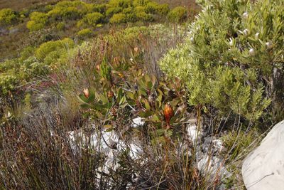 Protea obtusifolia, photographed by Tony Rebelo