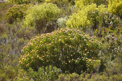 Leucospermum truncatum, photographed by Tony Rebelo