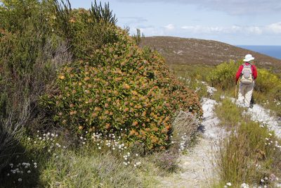 Leucospermum truncatum, photographed by Tony Rebelo