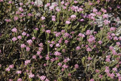 Metalasia erubescens, photographed by Tony Rebelo