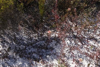 Leucospermum pedunculatum, photographed by Tony Rebelo
