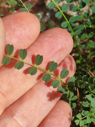 Astragalus obcordatus, photographed by Scott Allen Davis
