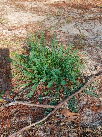 Astragalus obcordatus, photographed by Scott Allen Davis