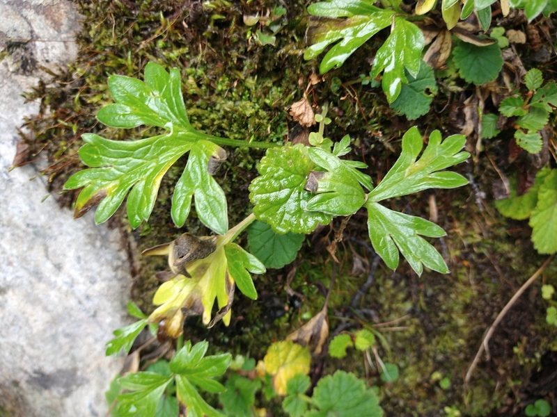 Hamadryas magellanica, photographed by Pablo