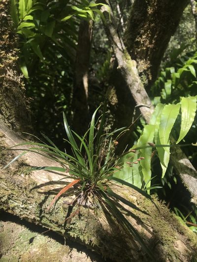 Angraecum pusillum, photographed by Ren Hoekstra