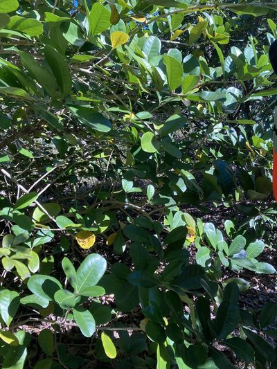 Amphitecna latifolia, photographed by Jade Fortnash